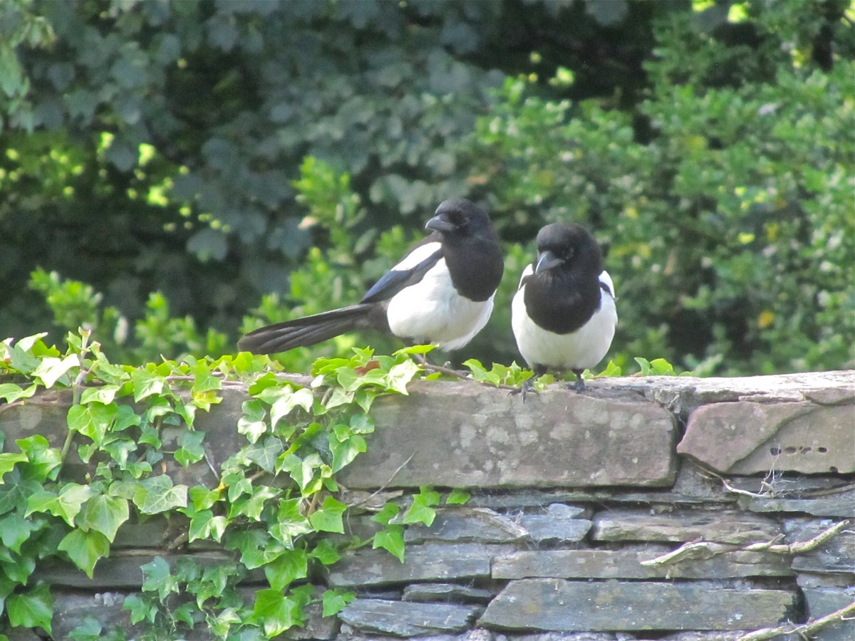 Eurasian Magpie - ML51396271