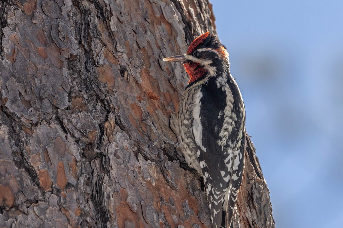 Red-naped Sapsucker - ML513962731