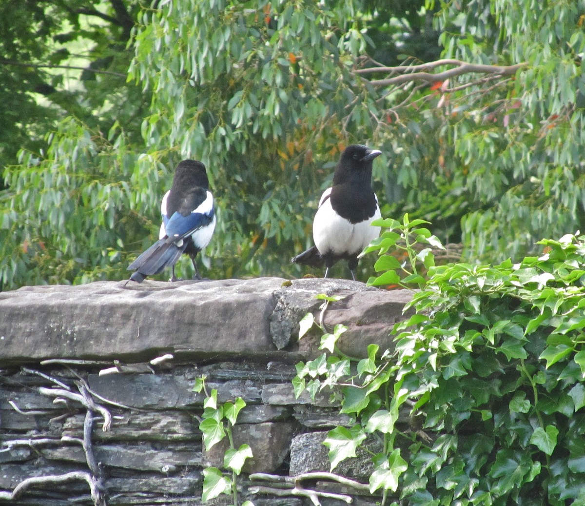 Eurasian Magpie - ML51396281