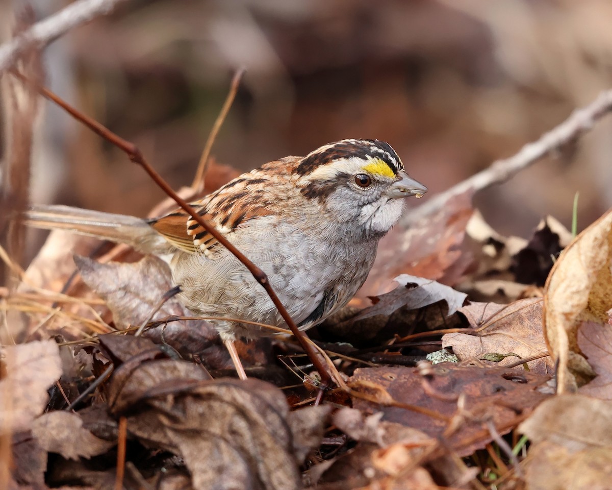 White-throated Sparrow - ML513962821