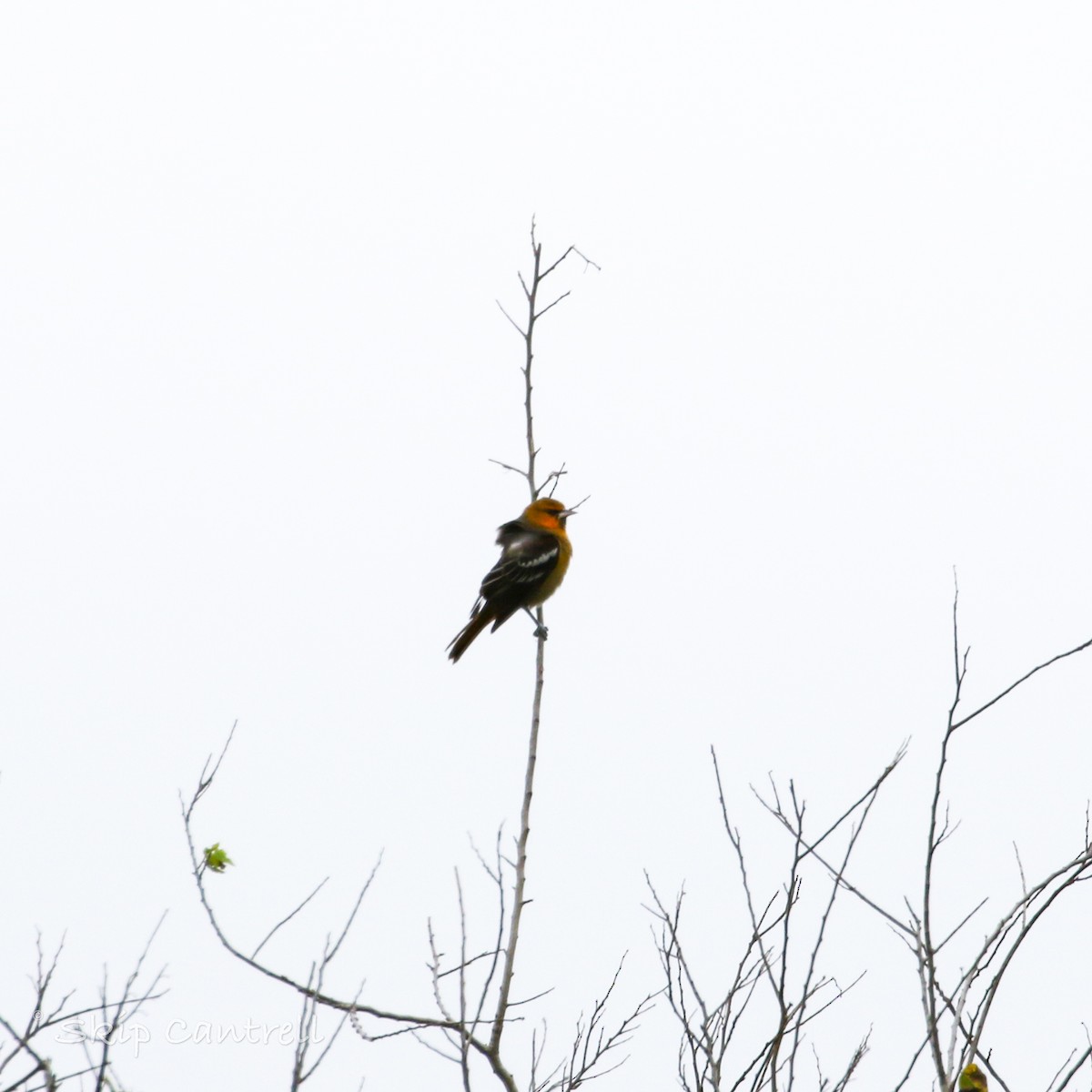 Bullock's Oriole - ML513963381
