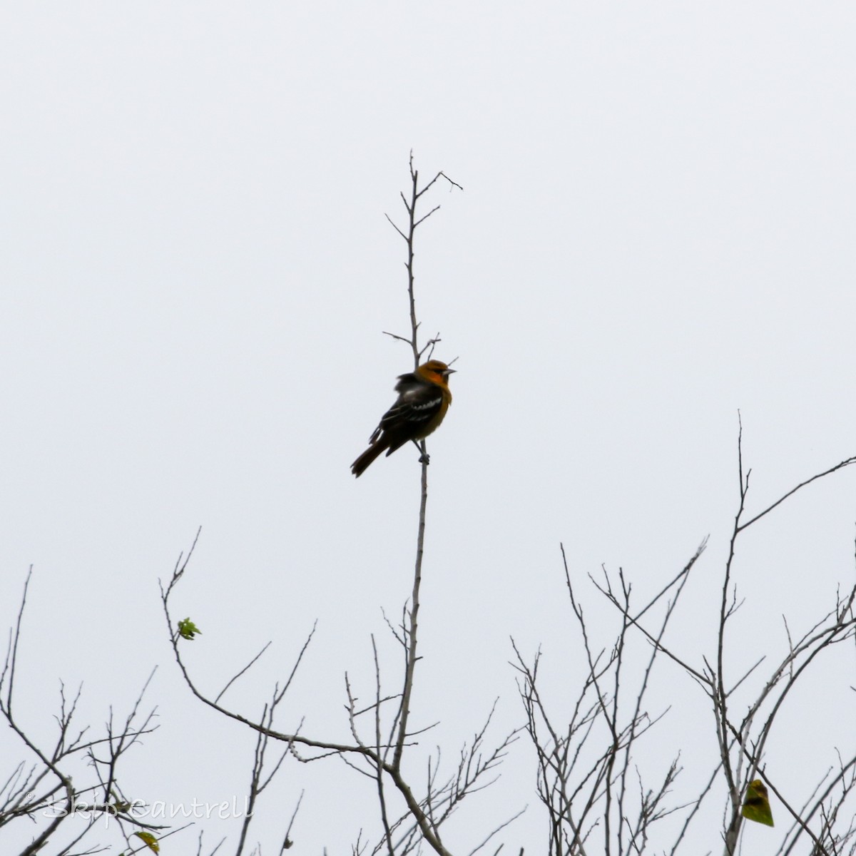 Bullock's Oriole - ML513963401