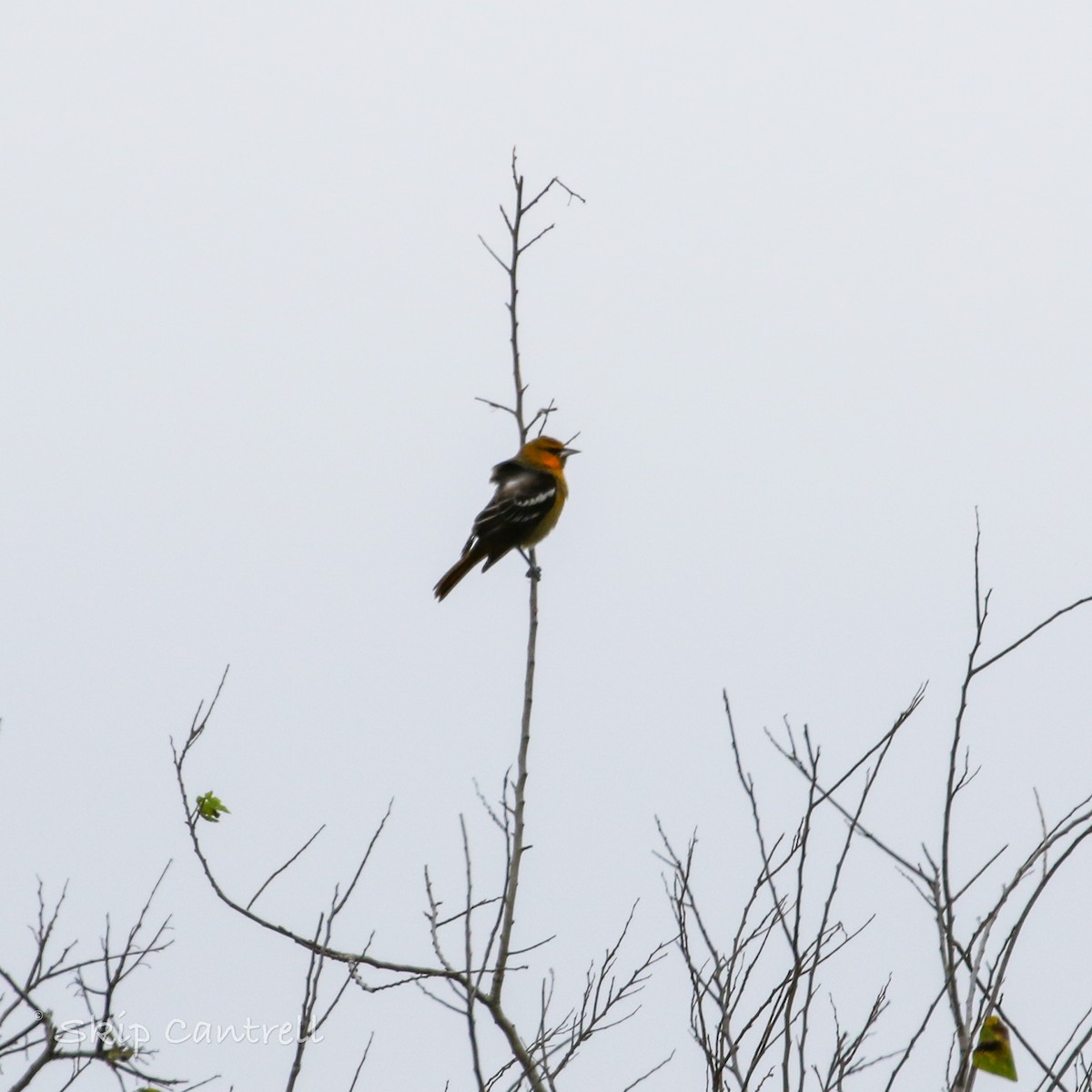 Bullock's Oriole - ML513963411