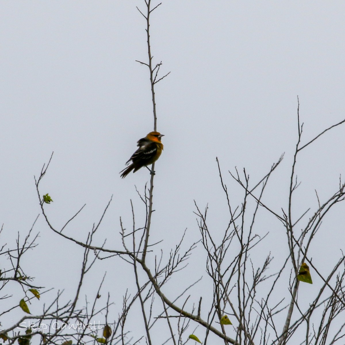 Bullock's Oriole - ML513963421