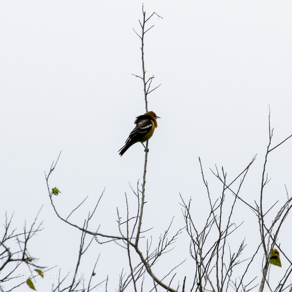 Bullock's Oriole - ML513963431