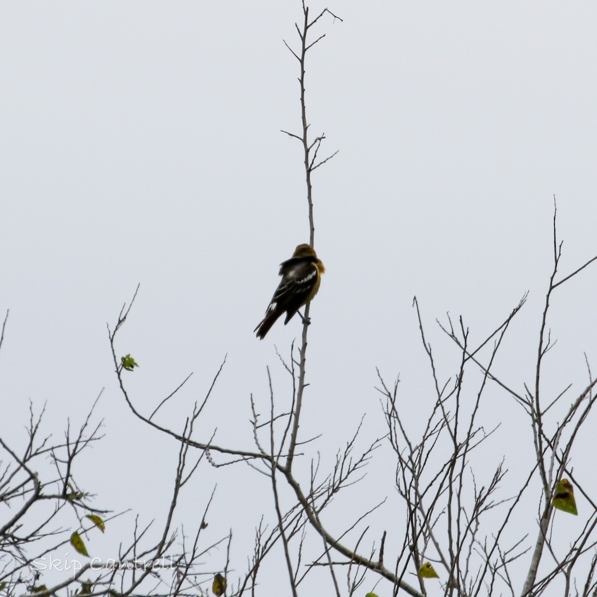 Bullock's Oriole - ML513963451