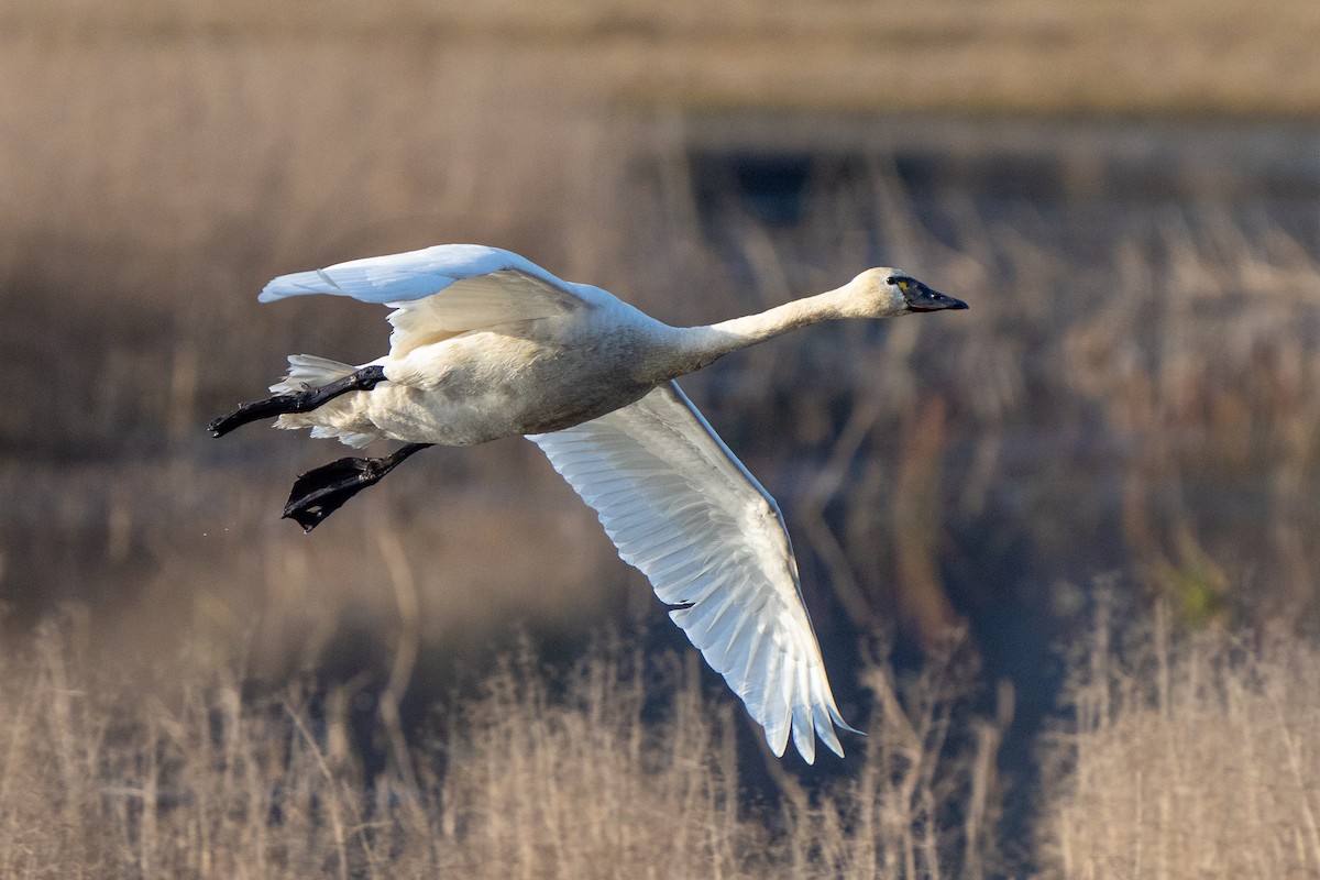 Cygne siffleur - ML513963651