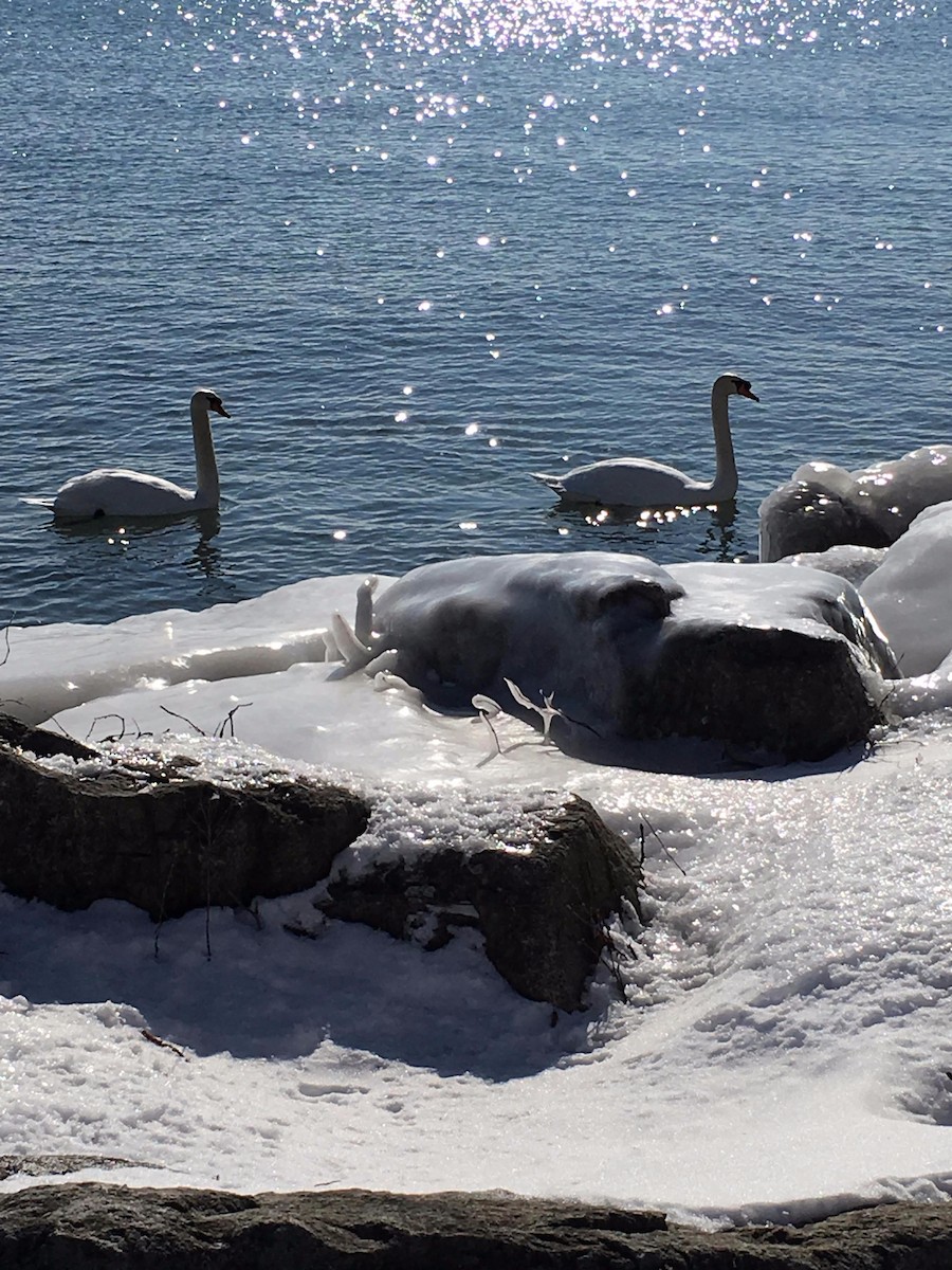 Mute Swan - ML51396401