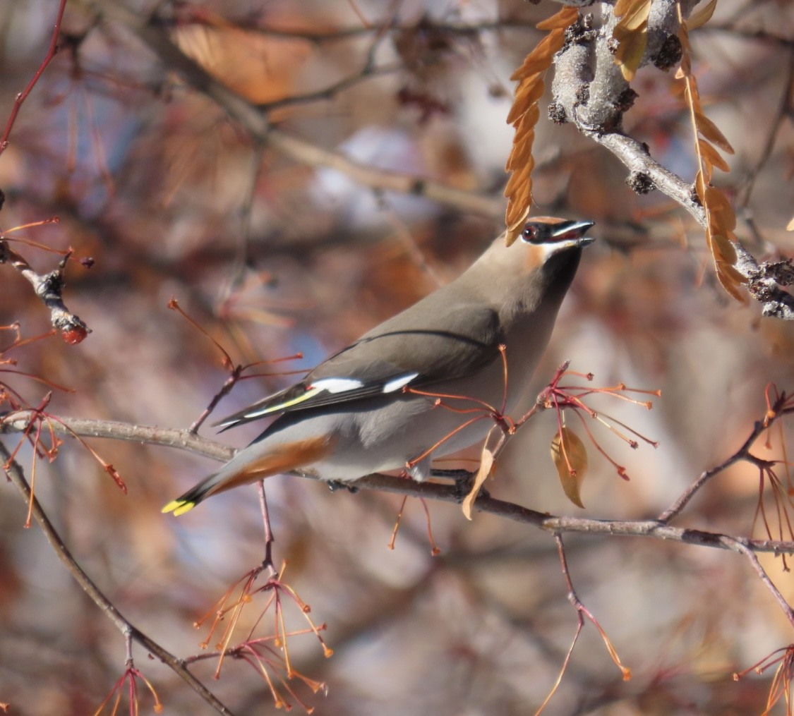 Bohemian Waxwing - Wren Willet