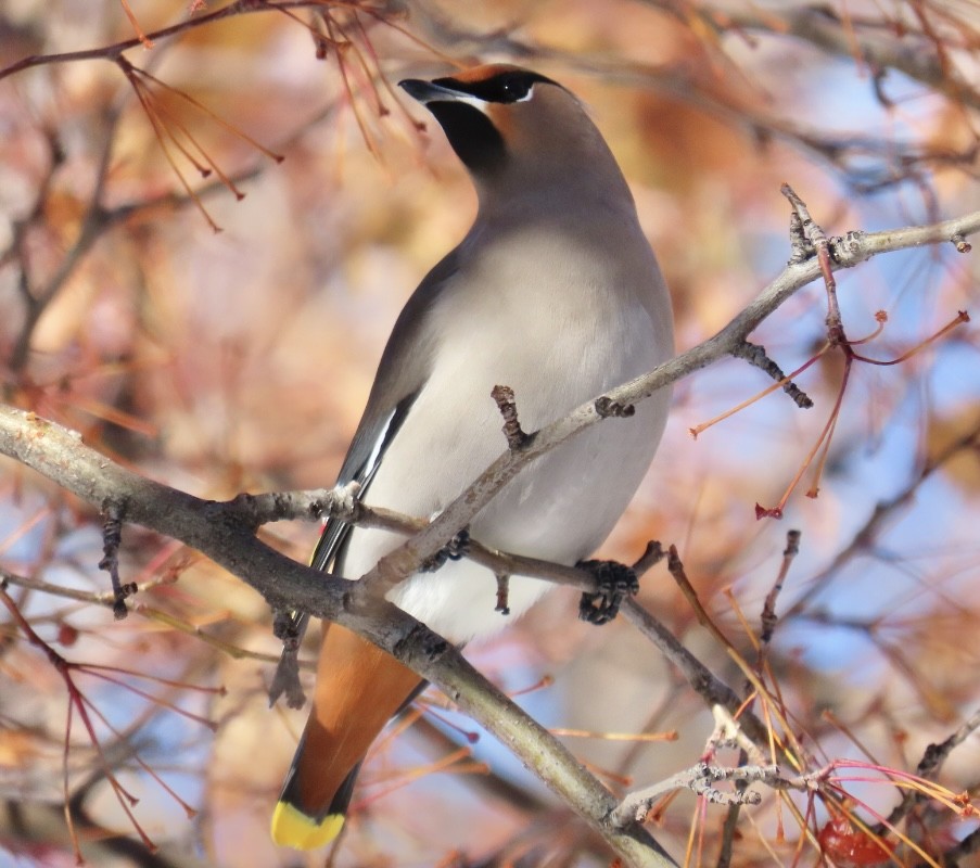 Bohemian Waxwing - ML513964031