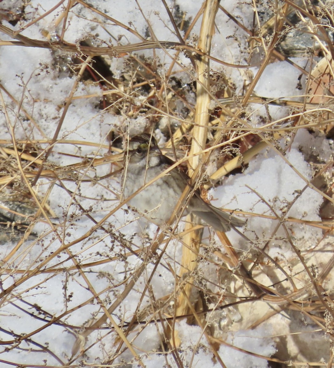 White-throated Sparrow - Wren Willet