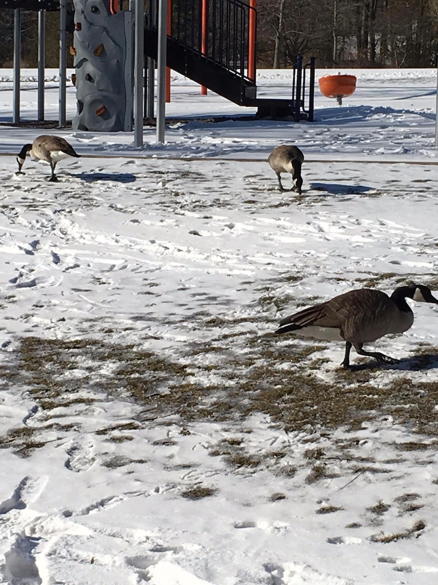 Canada Goose - ML51396411