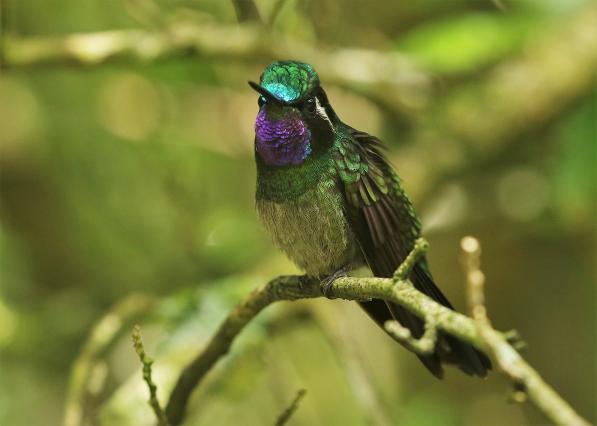 Purple-throated Mountain-gem - Dean LaTray