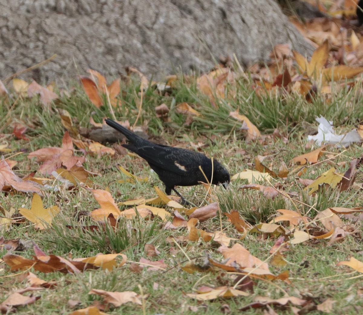 Tricolored Blackbird - ML513966811