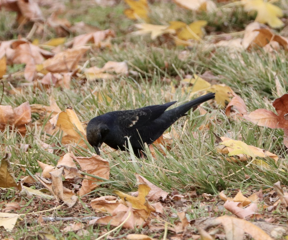 Tricolored Blackbird - ML513966821