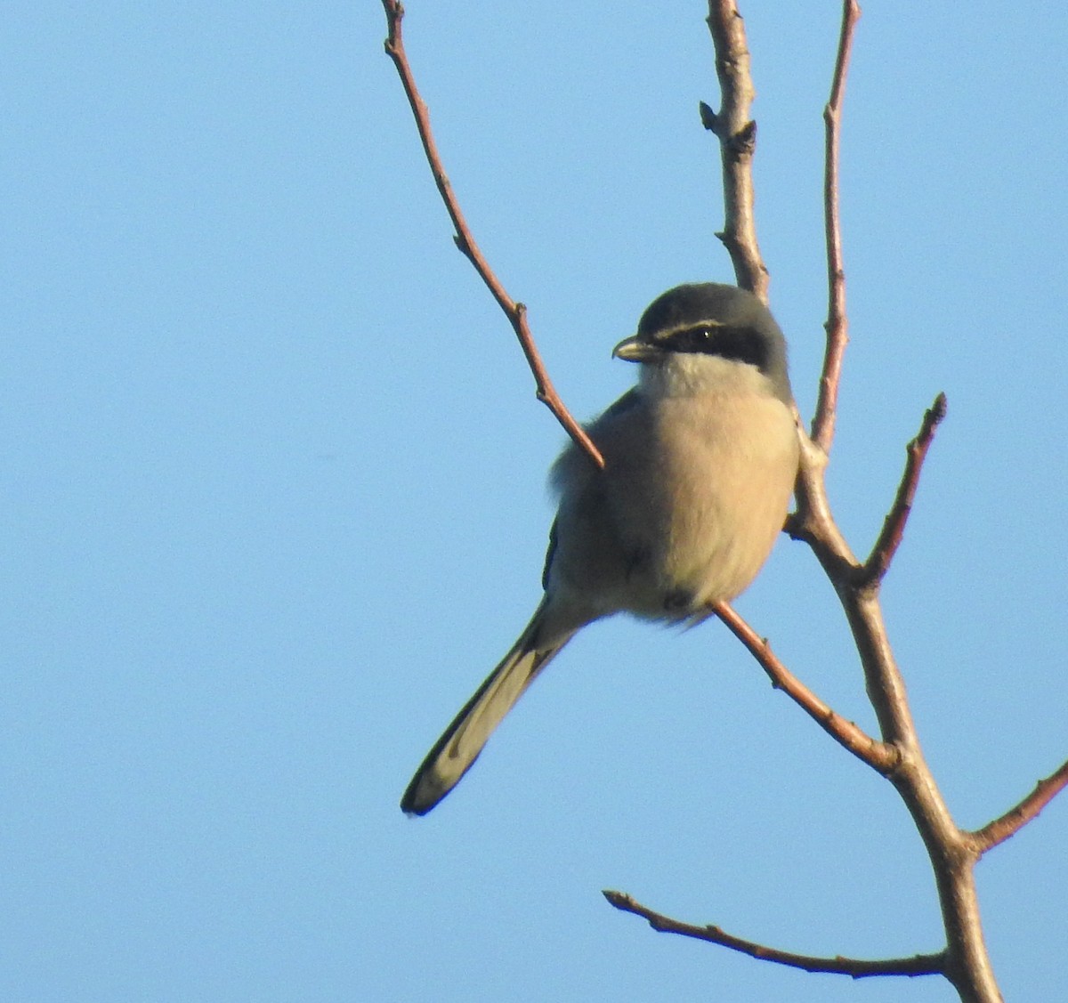 Iberian Gray Shrike - ML513967041