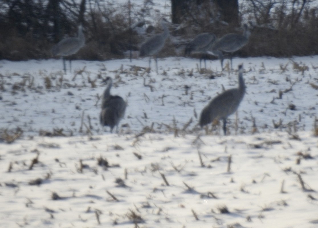 Sandhill Crane - ML513967151