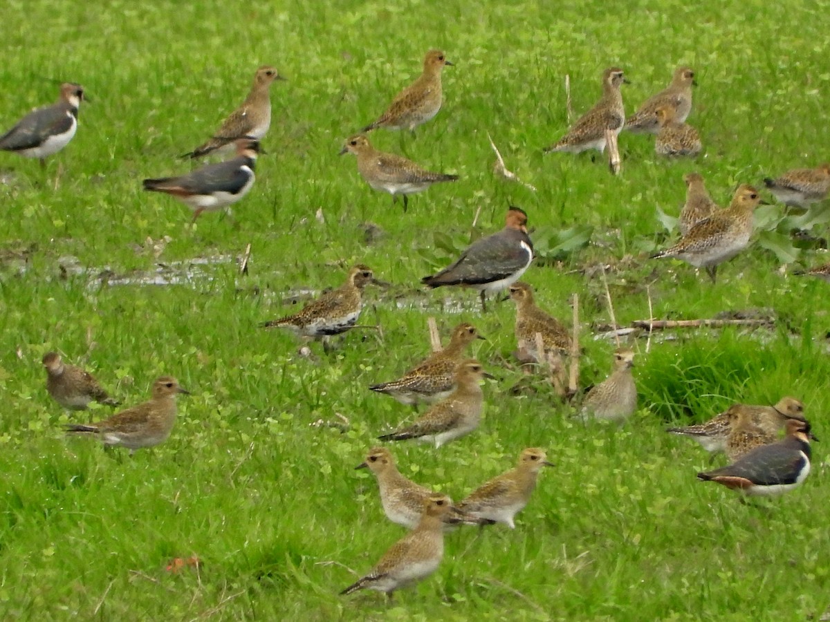 European Golden-Plover - ML513967931