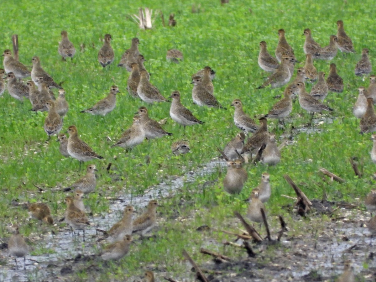 European Golden-Plover - ML513967981