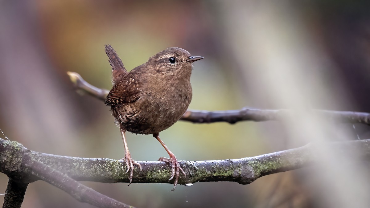 Pacific Wren - ML513968041