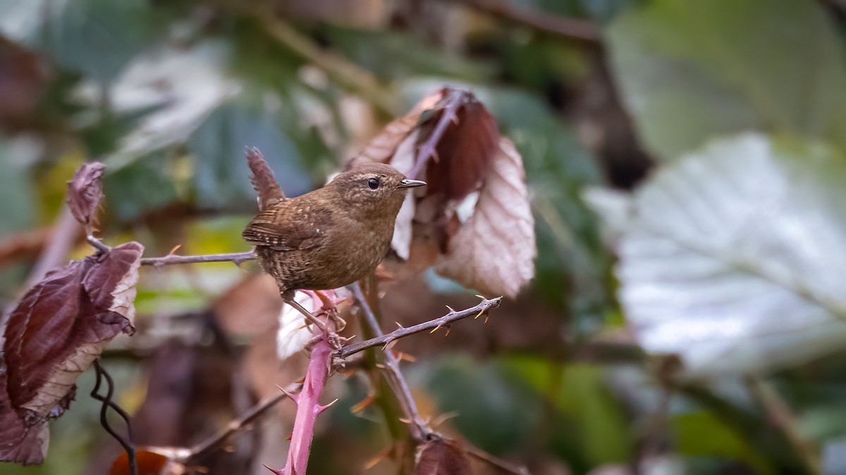 Pacific Wren - ML513968051