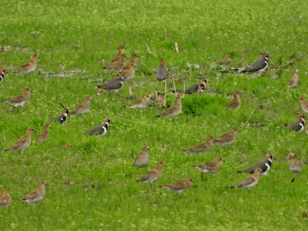 European Golden-Plover - ML513968081