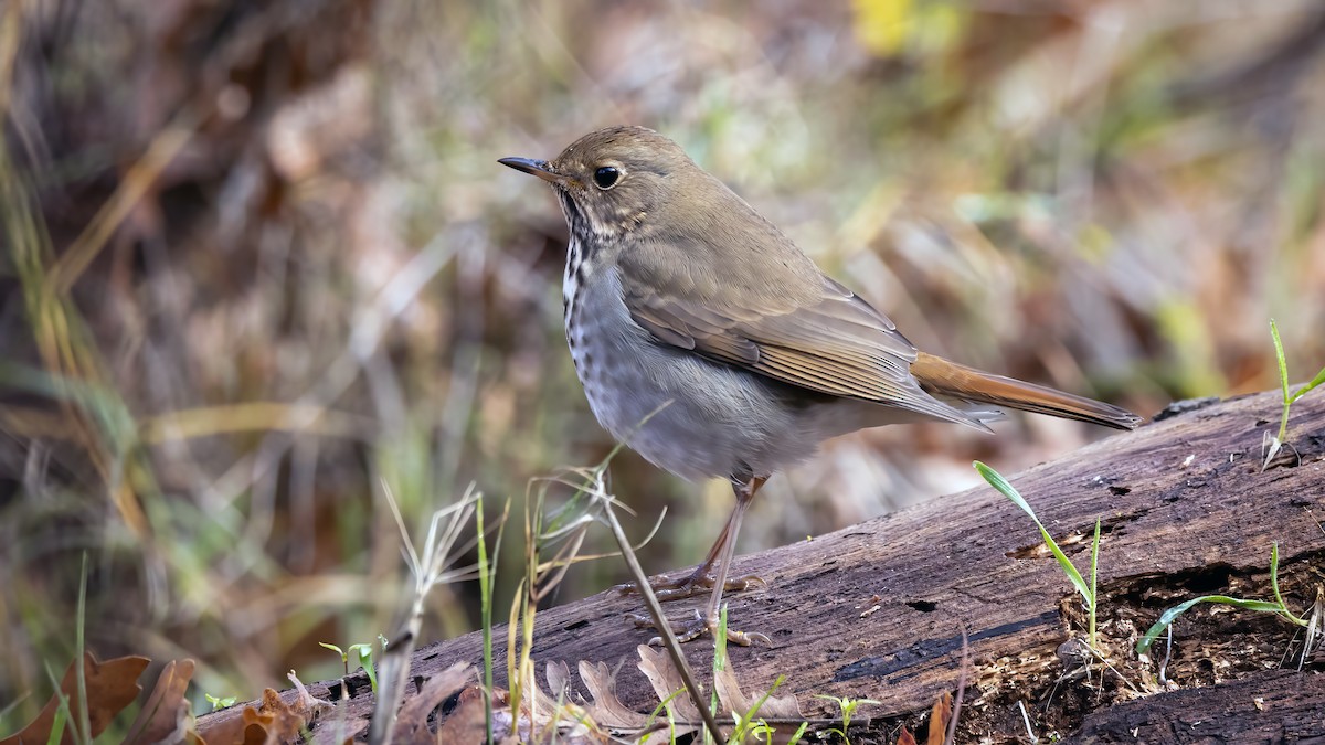 Hermit Thrush - ML513968131