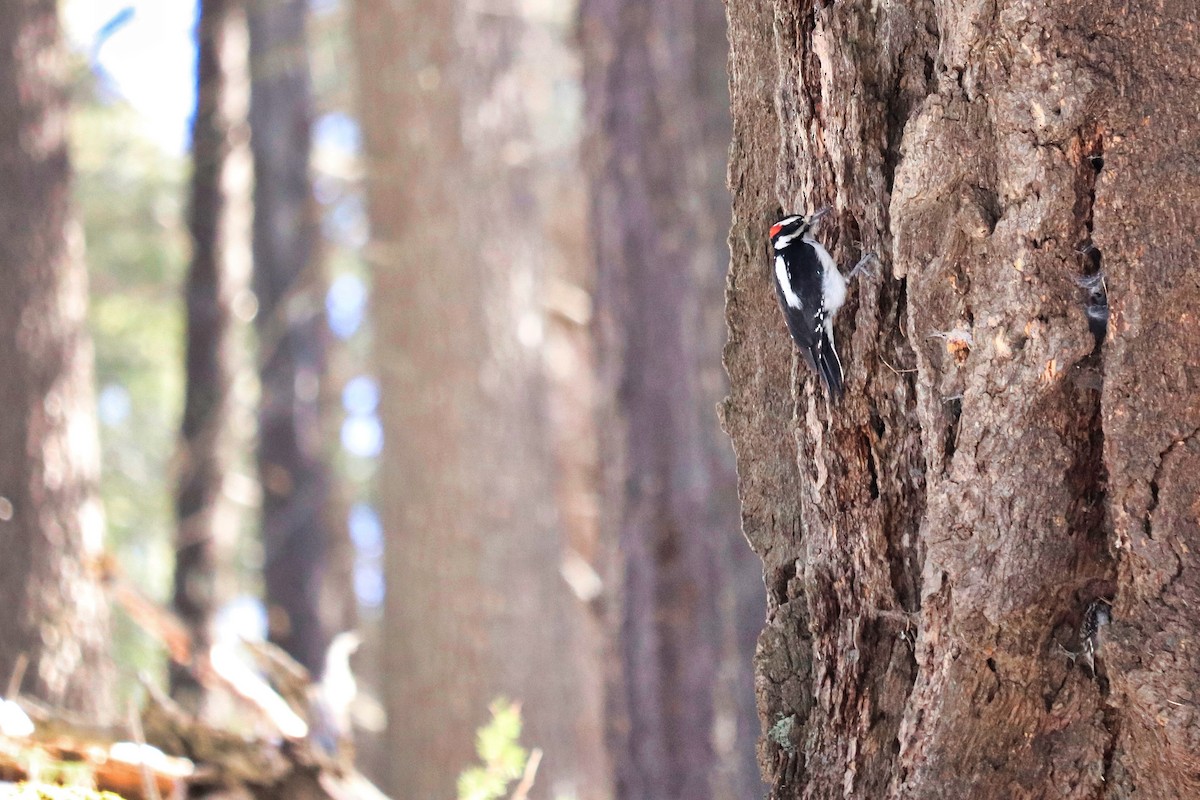 Hairy Woodpecker - Maureen Houlahan