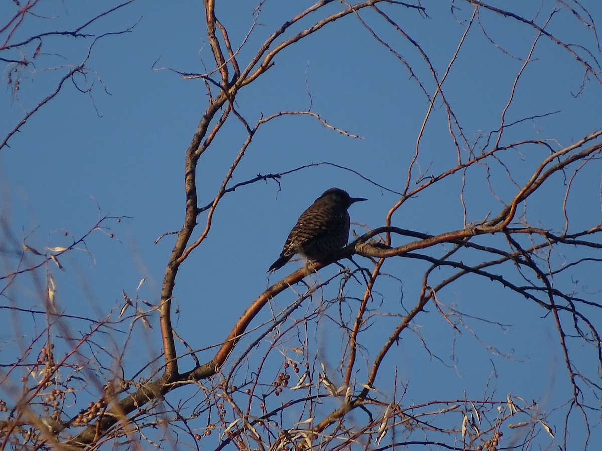 Northern Flicker - ML513969991