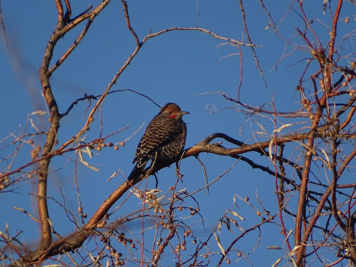 Northern Flicker - ML513970081