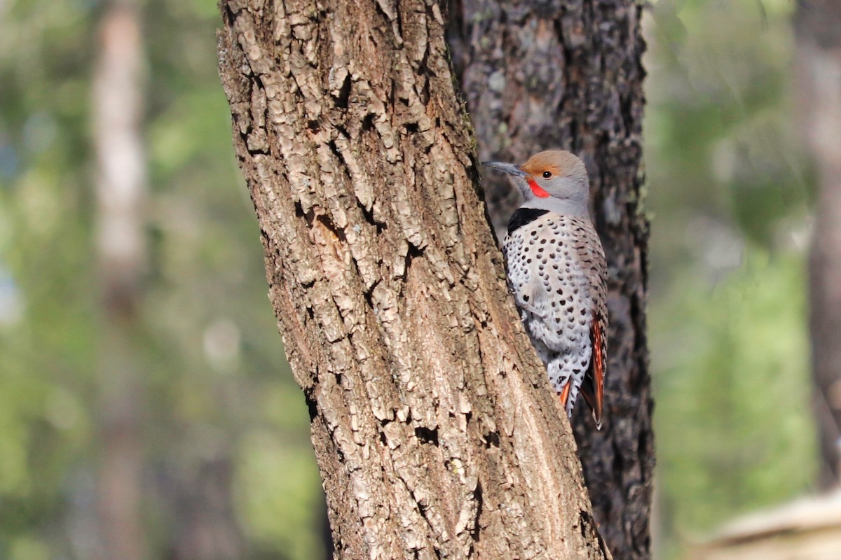 Northern Flicker (Red-shafted) - Maureen Houlahan