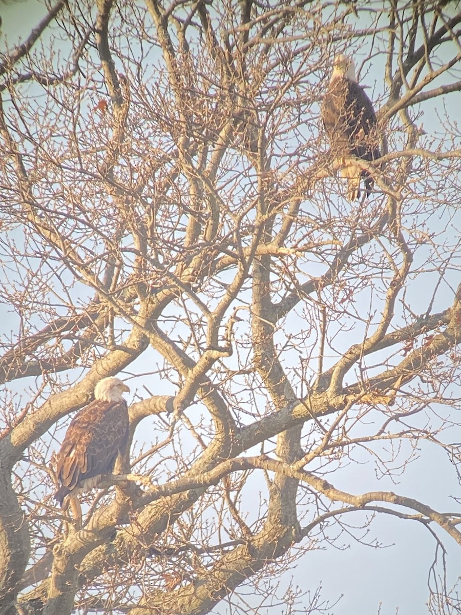 Bald Eagle - Marc Chelemer