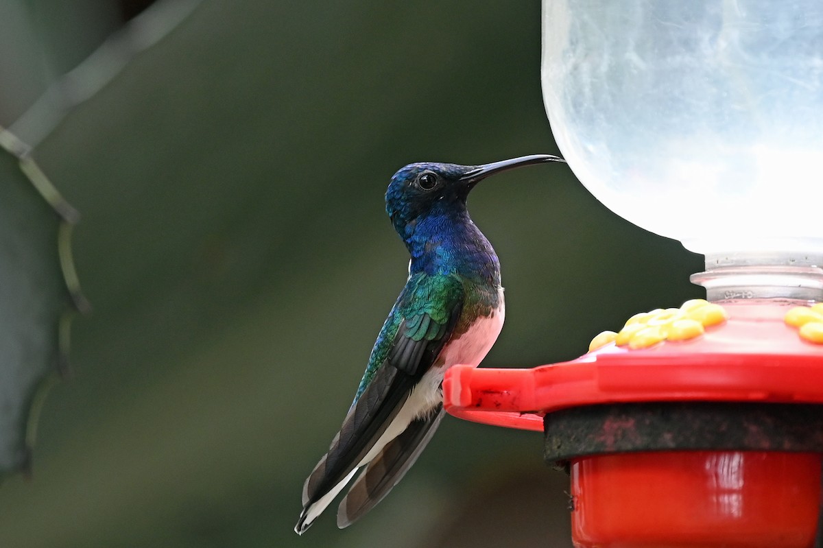 White-necked Jacobin - ML513971951