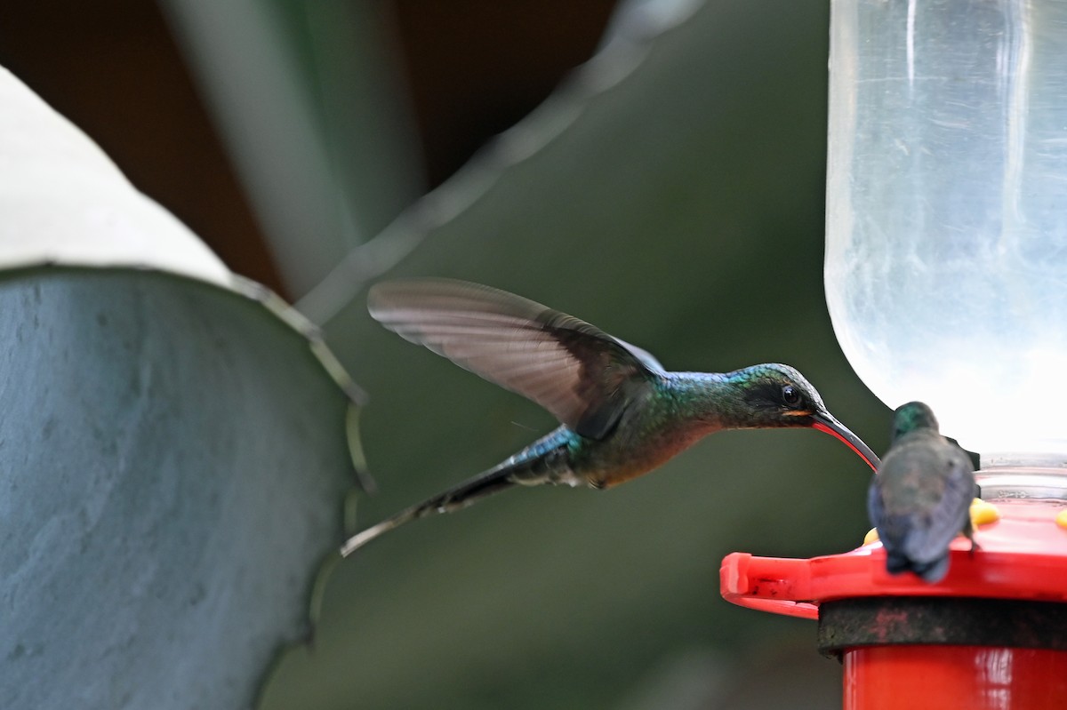kolibřík šedobřichý - ML513972061