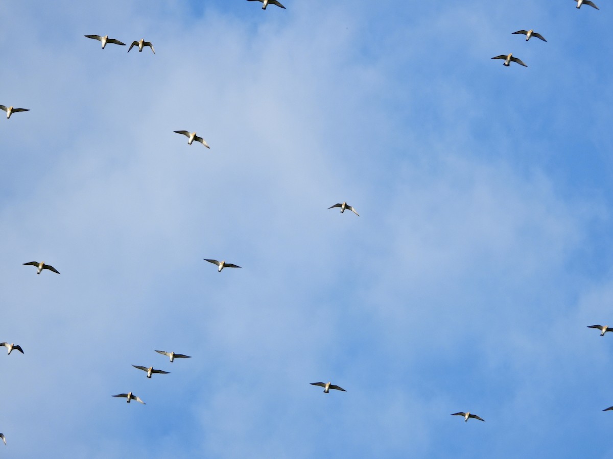 European Golden-Plover - ML513972681