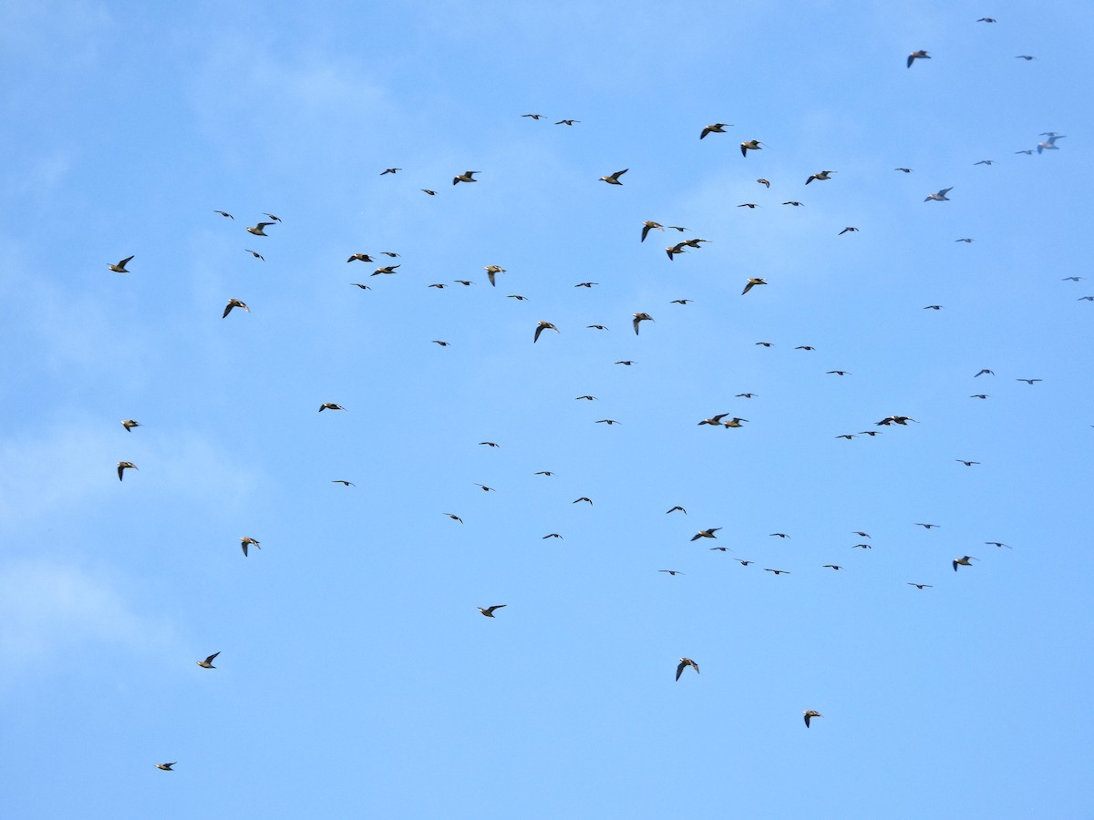 European Golden-Plover - ML513972741