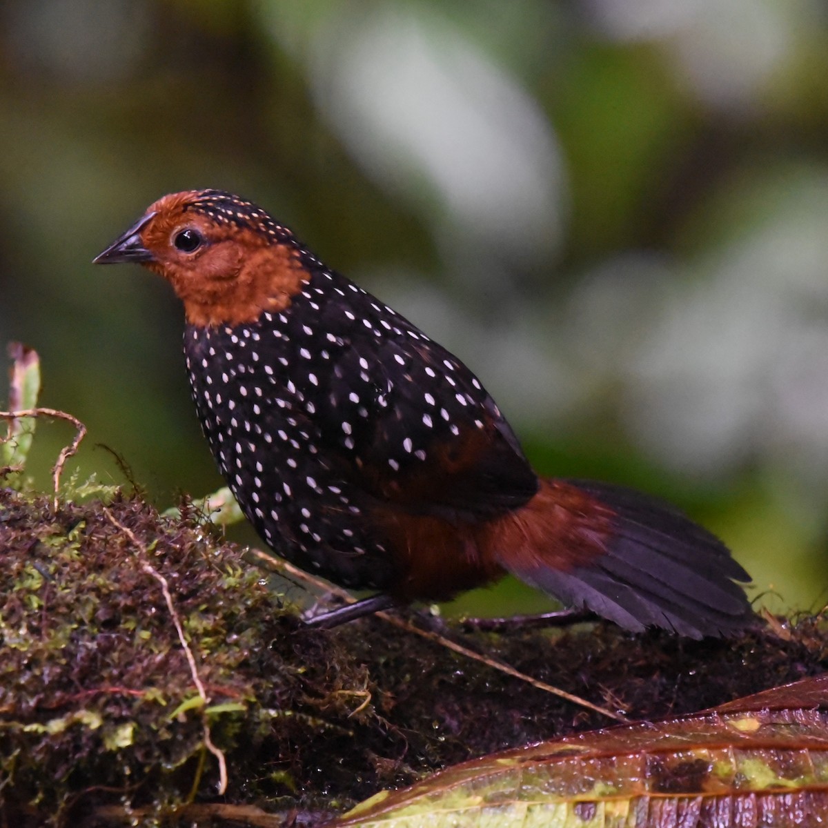 Ocellated Tapaculo - ML513972831