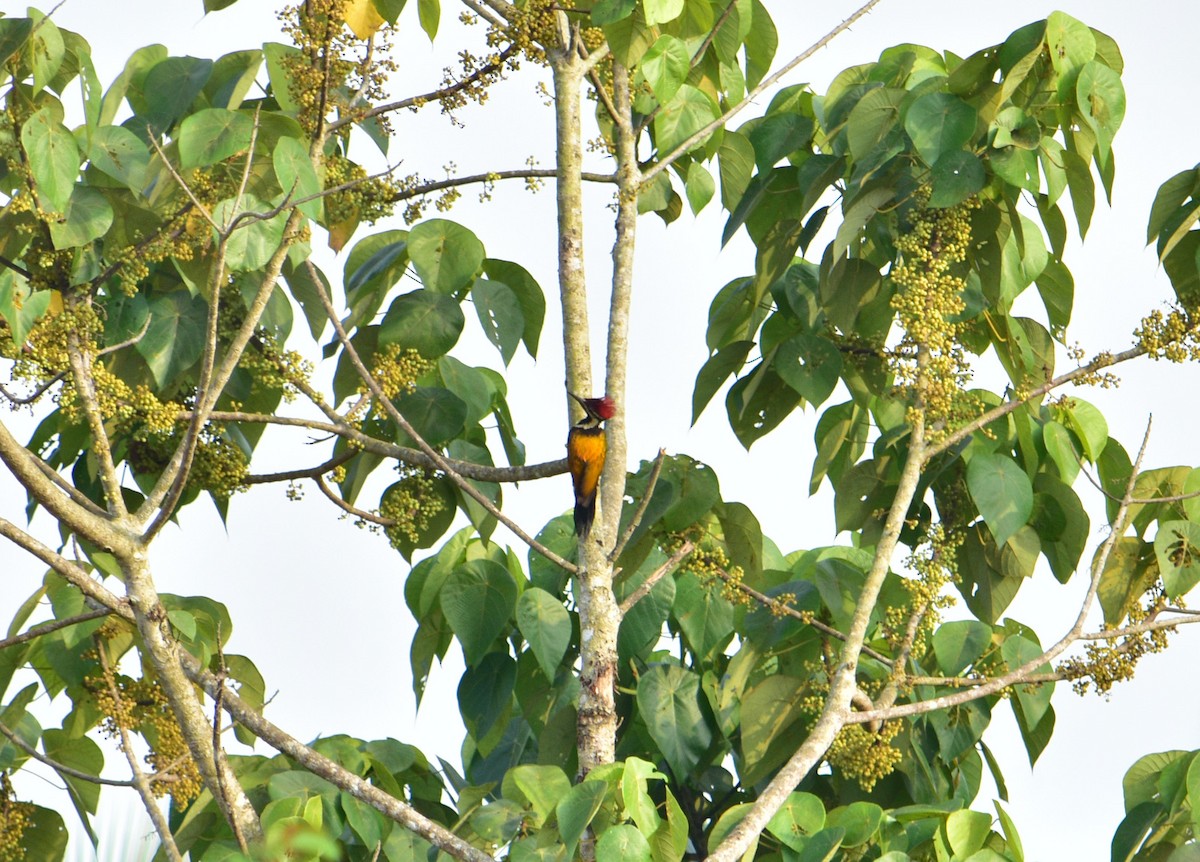 Black-rumped Flameback - ML51397291