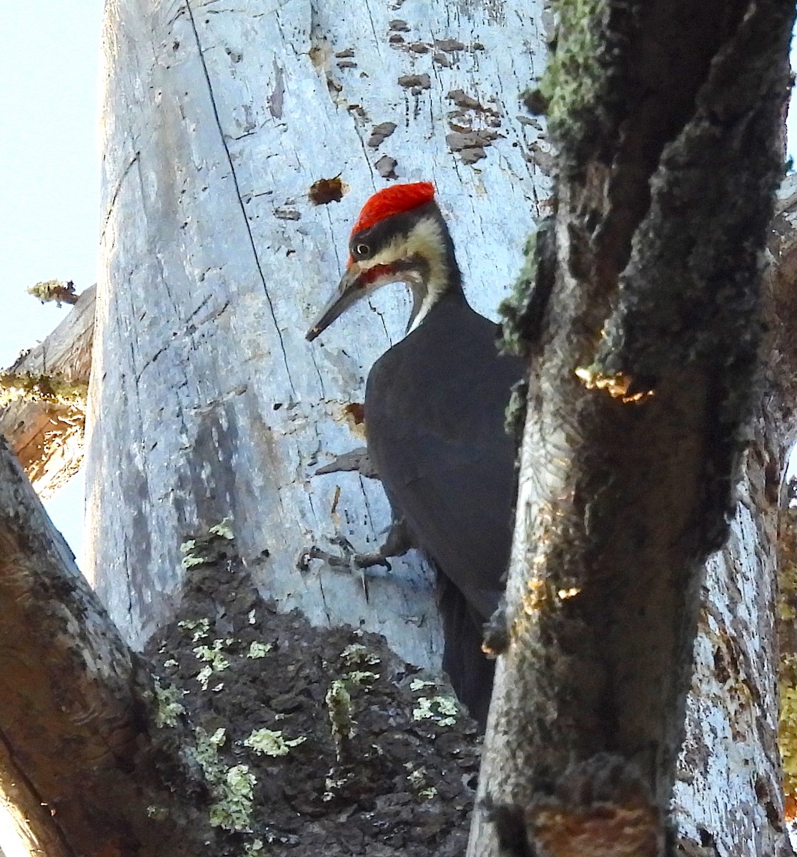 Pileated Woodpecker - ML513973121