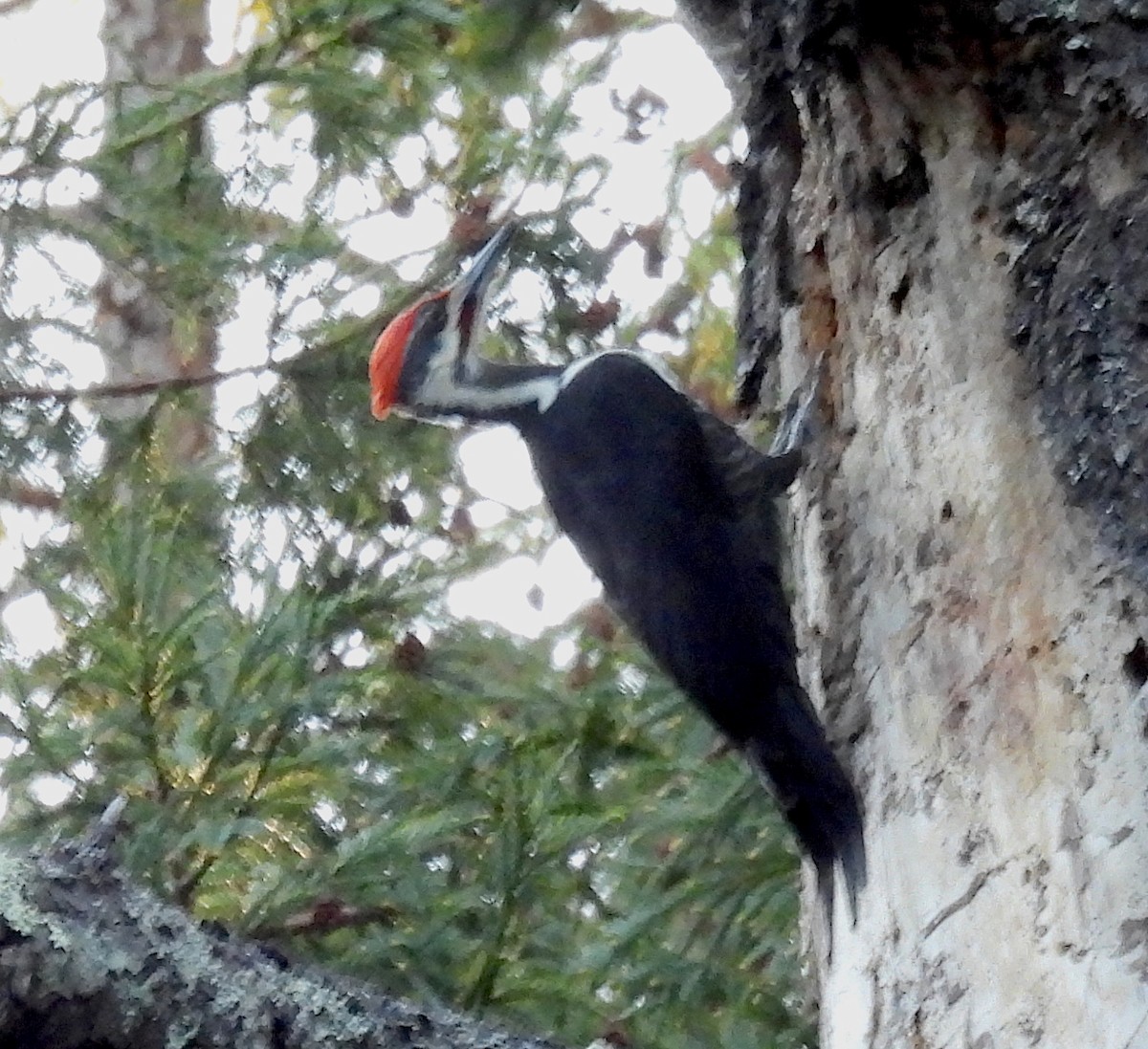 Pileated Woodpecker - ML513973131