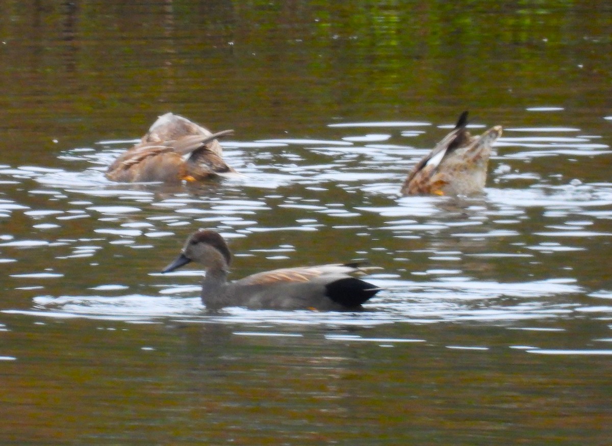 Canard chipeau - ML513973531