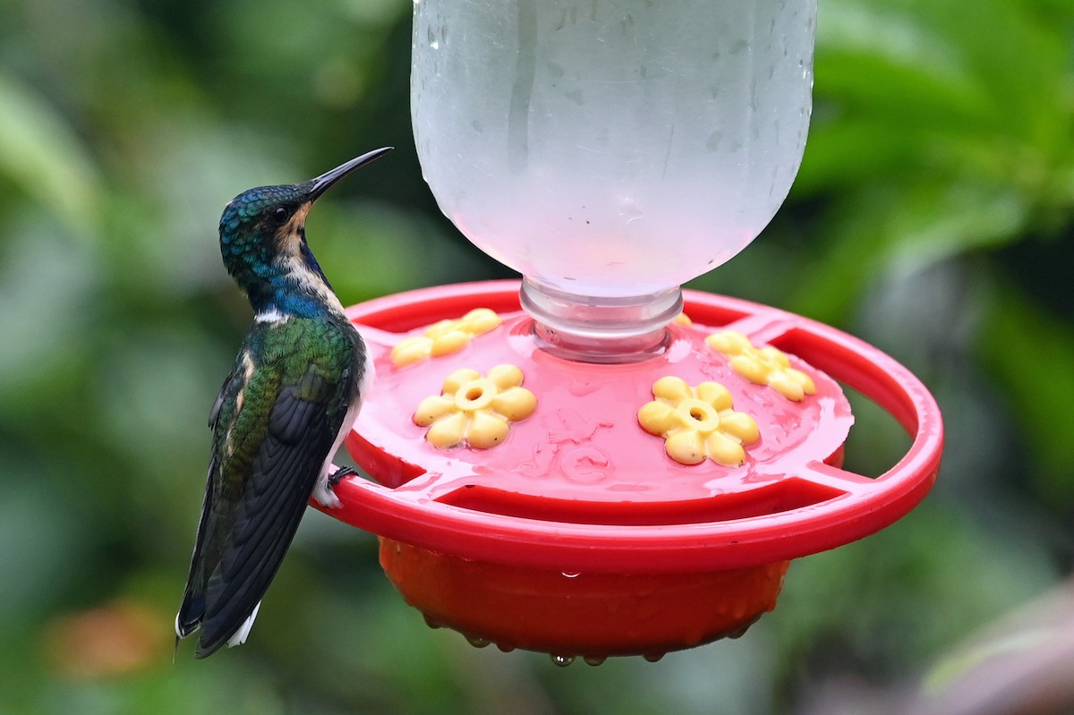 White-necked Jacobin - ML513974431