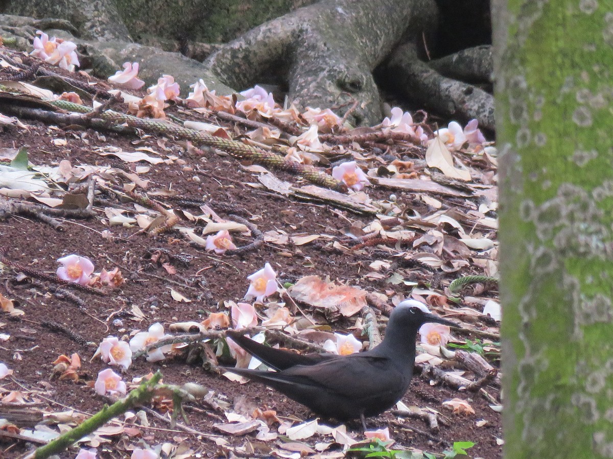 Black Noddy - Ceri Pearce