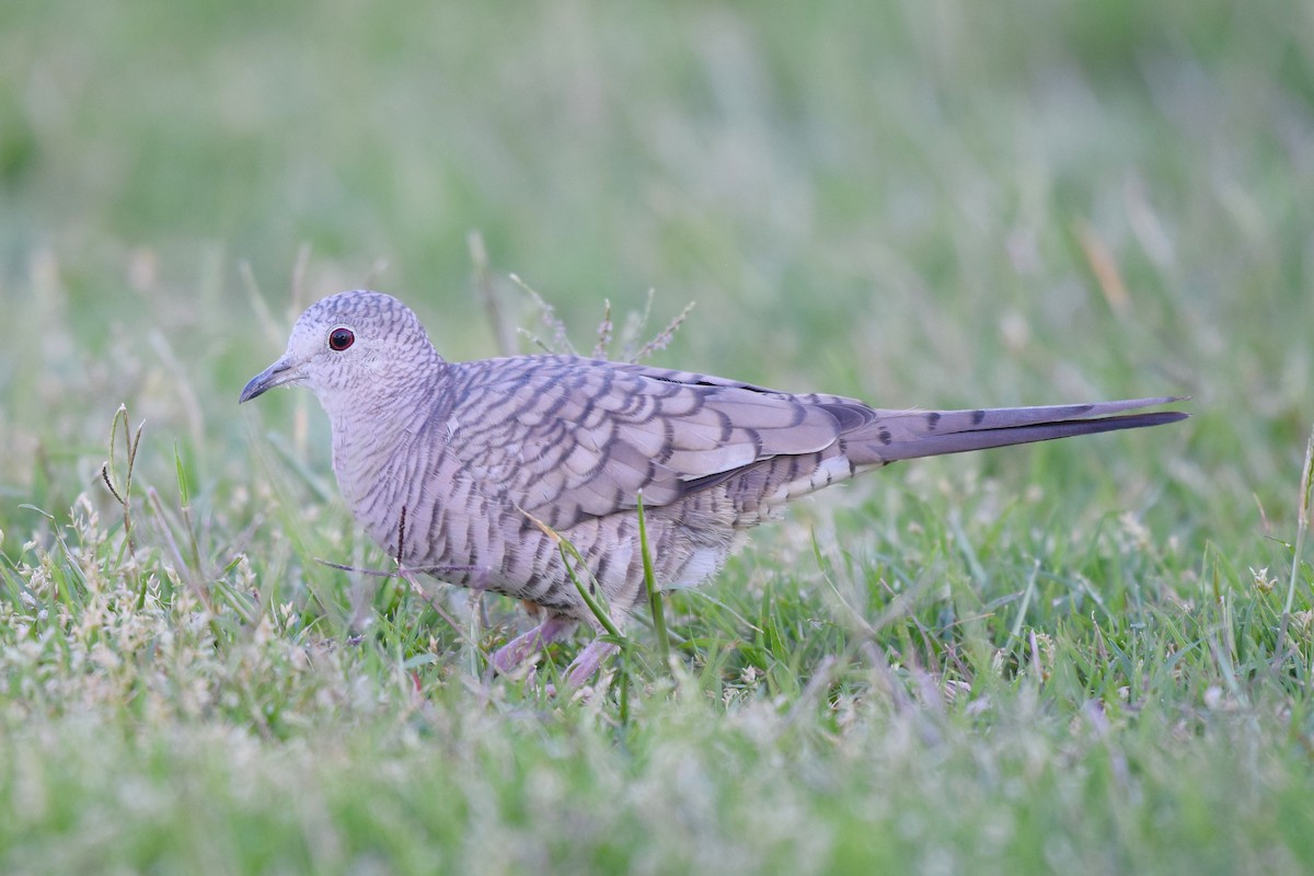 Inca Dove - ML51397831