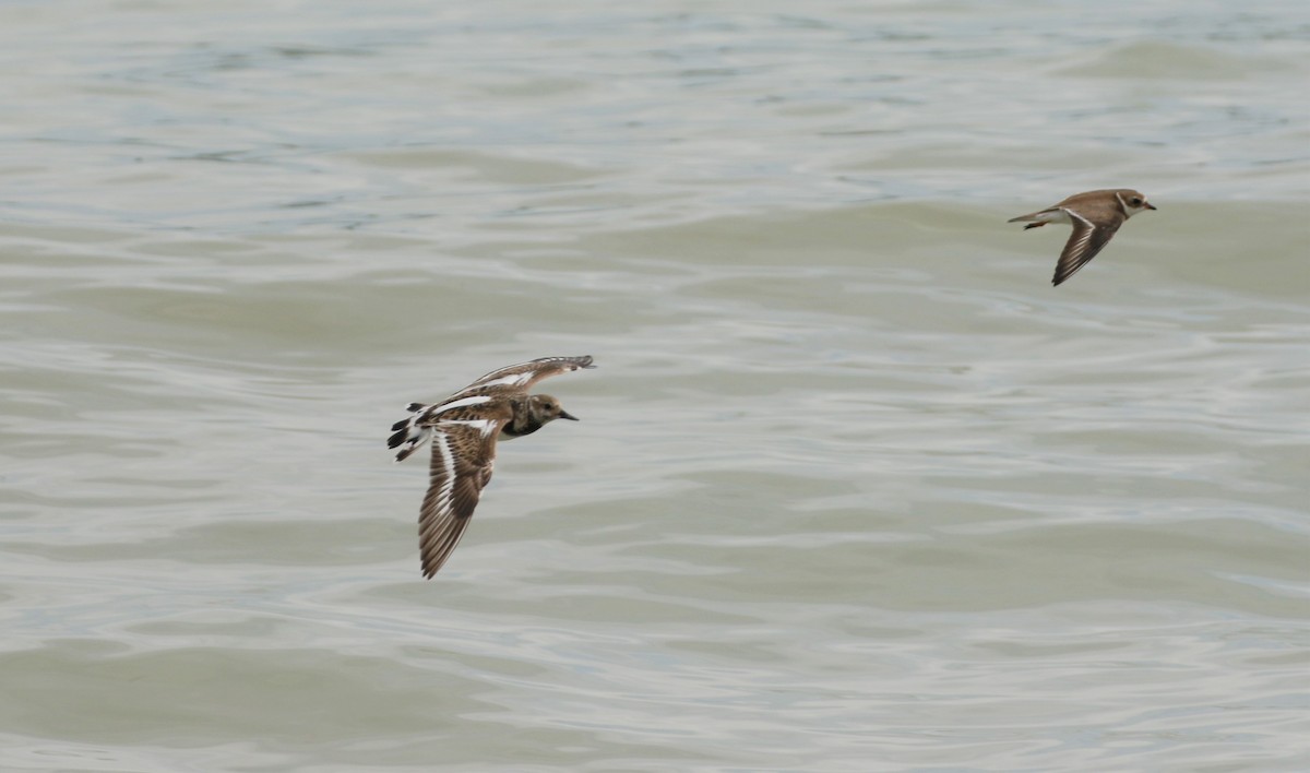 Ruddy Turnstone - ML513980771