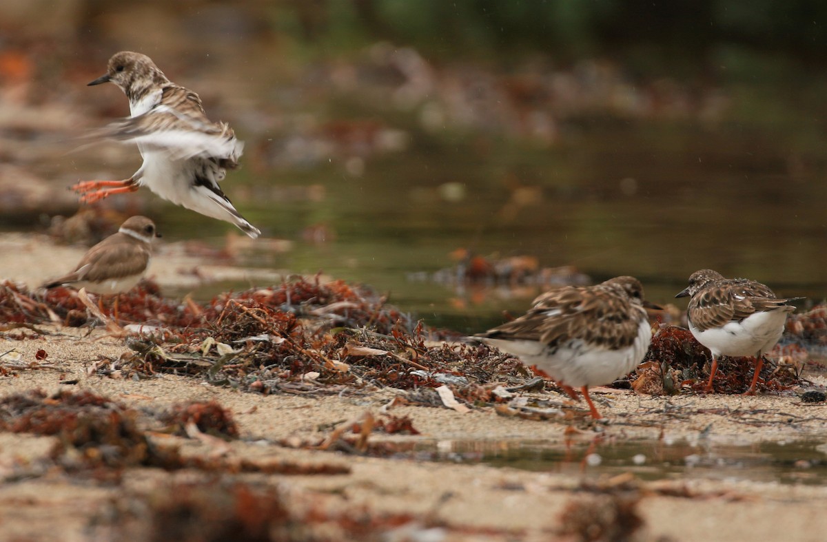 Ruddy Turnstone - ML513980801