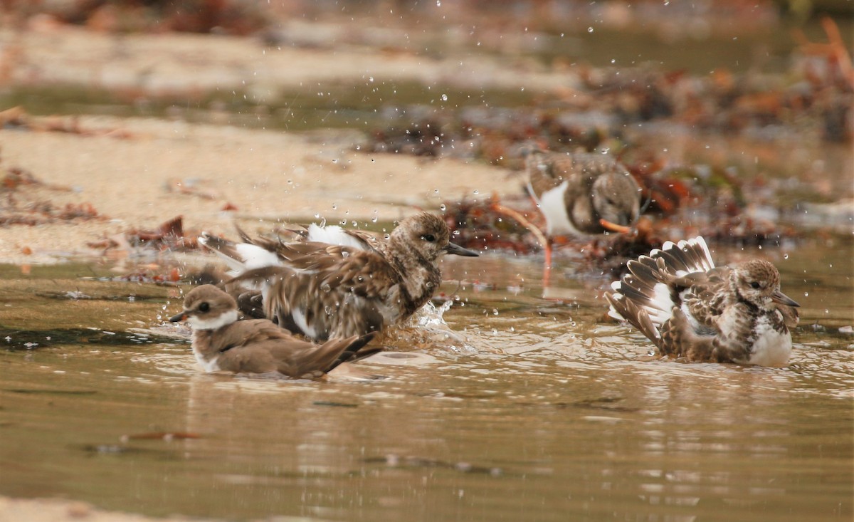 Ruddy Turnstone - ML513980851