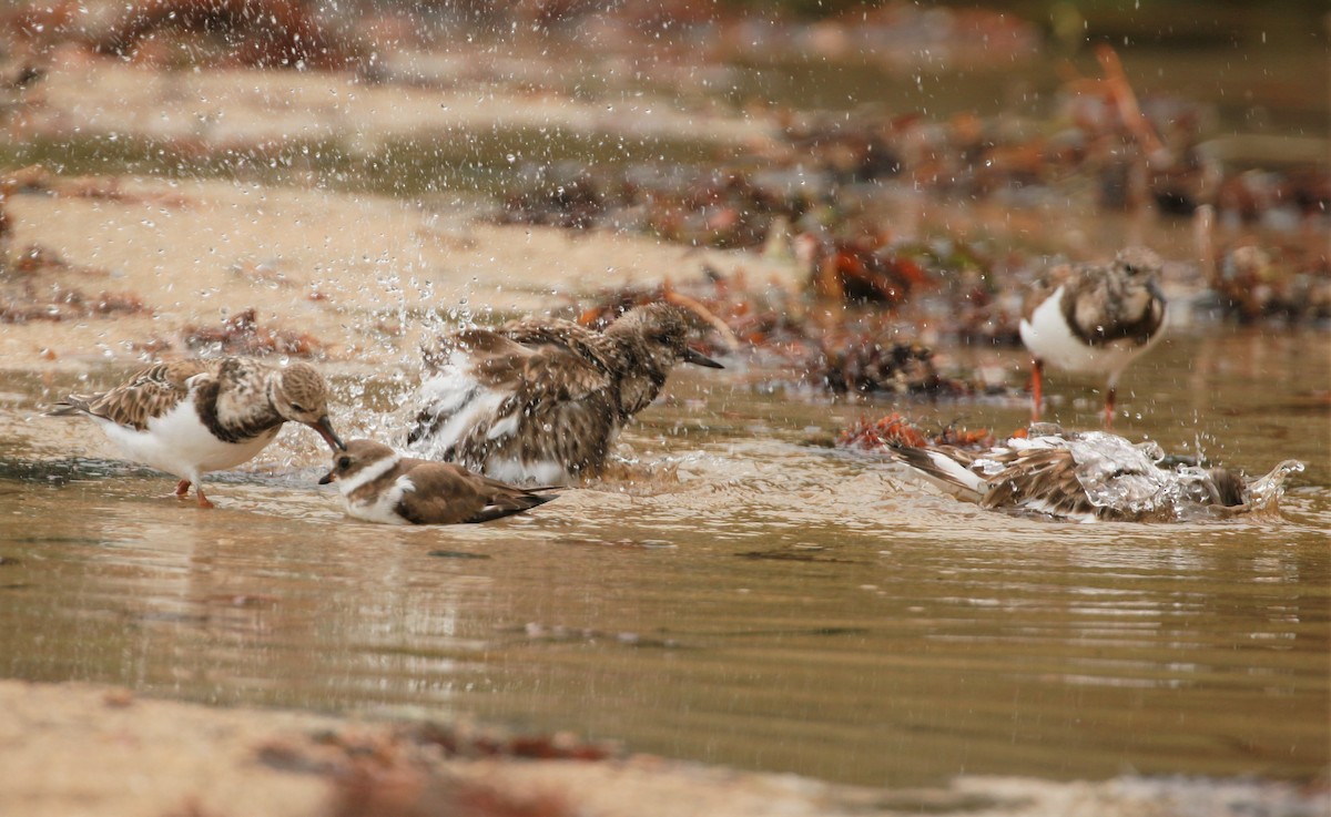 Ruddy Turnstone - ML513980861