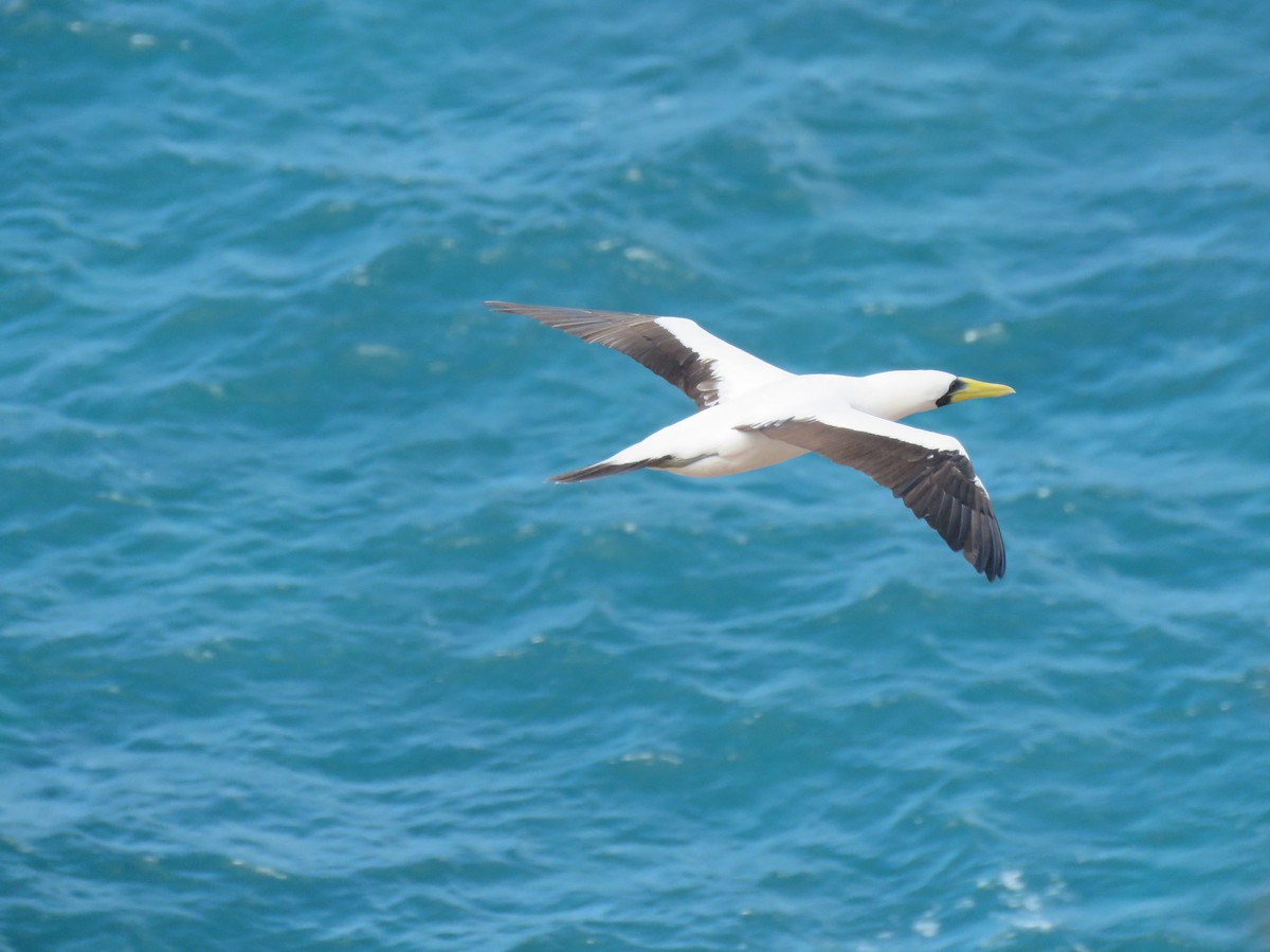 Masked Booby - Ceri Pearce