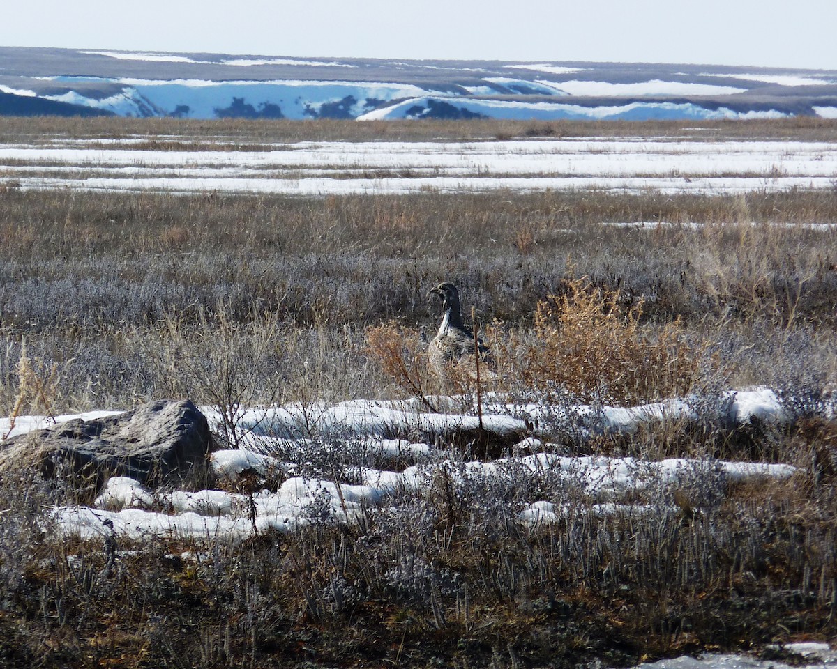 Greater Sage-Grouse - ML513981391